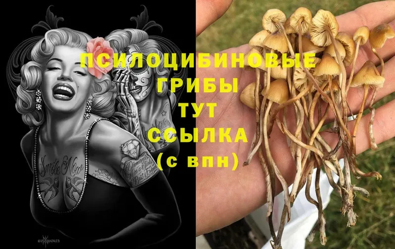 Галлюциногенные грибы Psilocybe  darknet официальный сайт  Гаджиево 